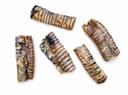 Beef trachea