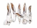 Rabbit ear with fur